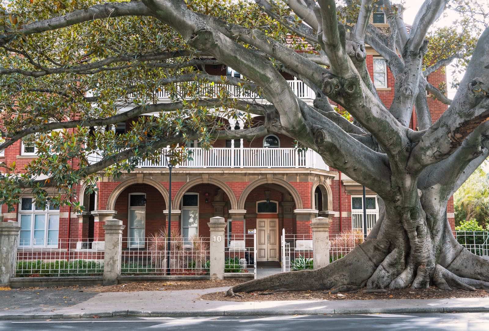 Mature tree with large surface roots growing close to a brick building